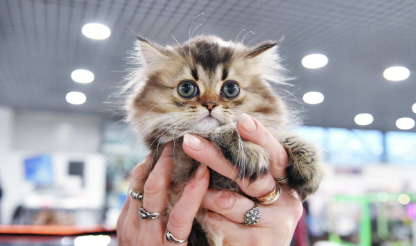 Меньше стресса!: Почему в России кошки живут дольше, чем в Британии