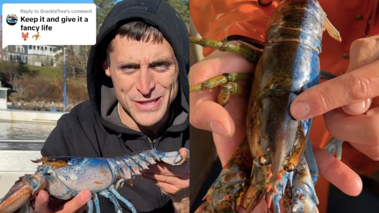 Рыбак поймал омара с мужскими и женскими половыми органами. Редкий окрас делит животное ровно пополам